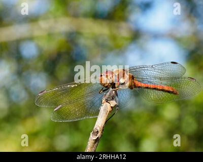 Common darter - Sympetrum striolatum -  resting on a twig Stock Photo