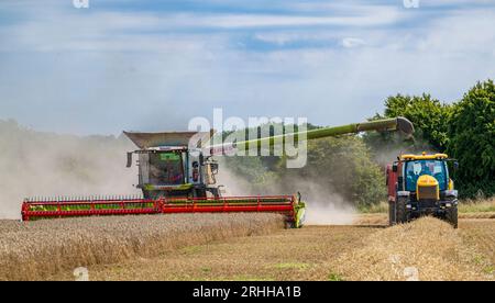 Lincolnshire, UK - A combine harvester gathering the corn on a summer’s day as it transfers to wheat to a waiting tractor and trailer for delivery to the grain store Stock Photo