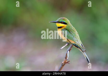 Little Beeater (Merops pusillus) from  Kruger NP, South Africa. Stock Photo