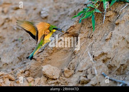 Little Beeater (Merops pusillus) at its nest hole. Photo from  Kruger NP, South Africa. Stock Photo