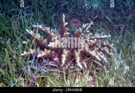 The highly venomous hell's fire anemone (Actinodendron sp.) growing in a sea grass bed at Cabilao, the Philippines. Stock Photo
