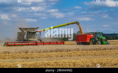 Lincolnshire, UK - A combine harvester gathering the corn on a summer’s day as it transfers to wheat to a waiting tractor and trailer for delivery to the grain store Stock Photo