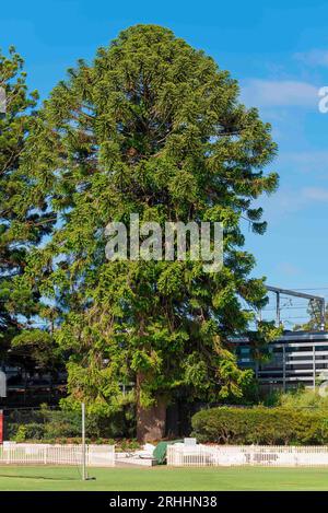 A large mature Hoop Pine Tree (Araucaria cunninghamii) in a public park near Chatswood in Sydney, Australia Stock Photo