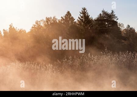 Misty morning at a reedbed in backlight in a forest Stock Photo