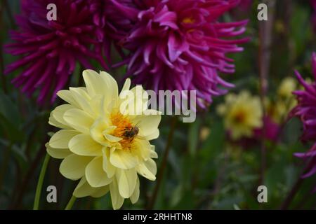 Dahlias Stock Photo