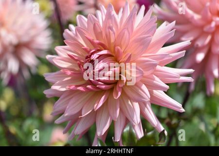 Dahlias Stock Photo