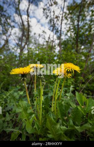 Dandelion (Taraxacum) blooming flowers at the adge of a forest, flowering plant in the family Asteraceae. Stock Photo