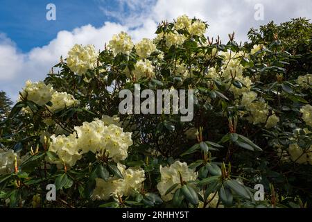 Rhododendron 'Roza Stevenson' white creamy flowers in spring, flowering evergreen shrub in the family Ericaceae. Stock Photo