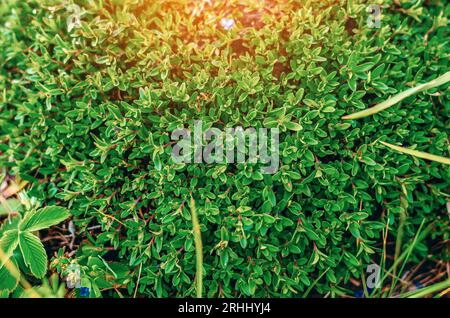 Green moss on the stone in rays of the sun. Large-leaf moss, low-growing plant Stock Photo