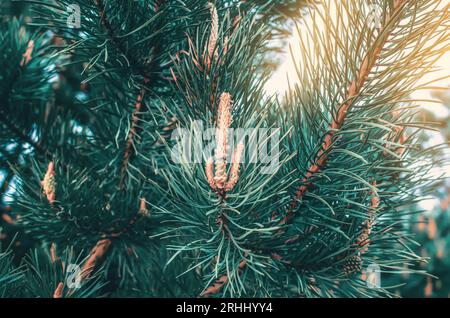 Pine buds on pine branches in forest Stock Photo