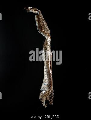 studio still life image of shed snake skin with dramatic lighting on a dark background Stock Photo