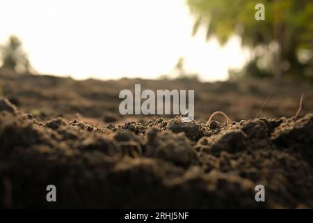 Loose soil before planting vegetables, agriculture Stock Photo