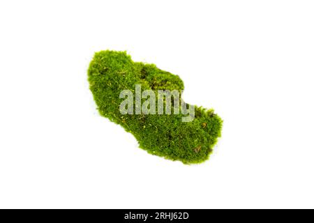 Natural green moss close up. Isolated on white. Stock Photo