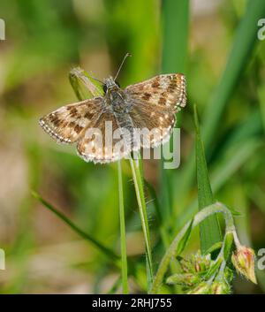 Dingy Skipper Erynnis tages sunning on a blade of grass in Dorset UK Stock Photo