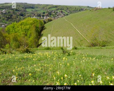 Calcareous grassland slopes of Rodborough Common looking towards Woodchester near Stroud in the Gloucestershire Cotswolds UK Stock Photo
