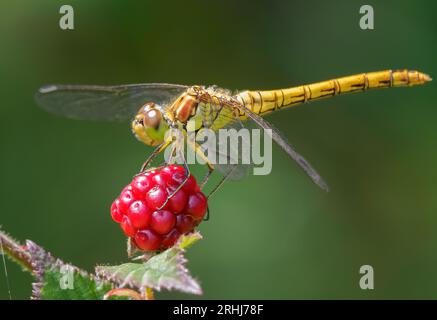 Recently emerged Common Darter dragonfly Sympetrum striolatum perched on a wild raspberry fruit - Somerset UK Stock Photo