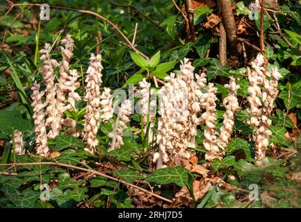 Toothwort Lathraea squamaria a parasistic Broomrape growing beneath Hazel at Priors Wood in Somerset UK Stock Photo