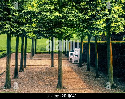 Hornbeams Trees and white wooden traditional garden bench on gravel open space in peaceful formal garden with dappled sun, Hornbeam standard trained trees in perfect symmetry Surrey UK Stock Photo