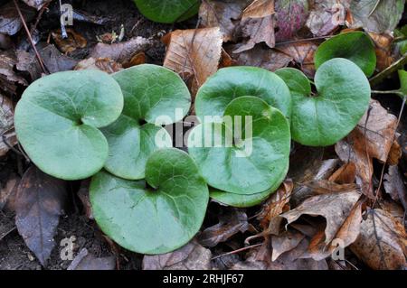 Asarum europaeum grows in the forest in the wild Stock Photo