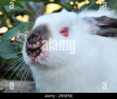 Home rabbit patient with viral myxomatosis disease Stock Photo