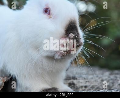 Home rabbit patient with viral myxomatosis disease Stock Photo