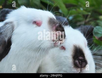 Home rabbit patient with viral myxomatosis disease Stock Photo