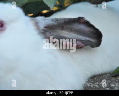 Home rabbit patient with viral myxomatosis disease Stock Photo