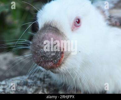 Home rabbit patient with viral myxomatosis disease Stock Photo