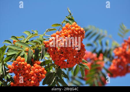 In nature, on a branch of rowan ordinary (Sorbus aucuparia) ripen berries Stock Photo