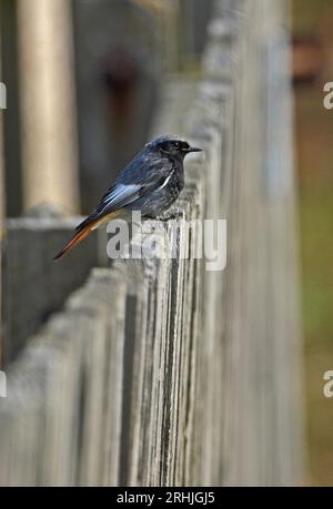 Black Redstart (Phoenicurus ochruros) adult male perched on fence  Eccles-on-Sea, Norfolk, UK.          March Stock Photo