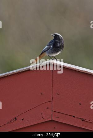 Black Redstart (Phoenicurus ochruros) adult male perched on shed roof  Eccles-on-Sea, Norfolk, UK.          March Stock Photo