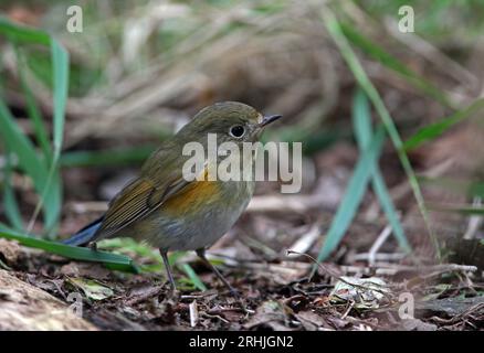 Red-flanked Bluetail (Tarsiger cyanurus) first winter standing on the ground  Norfolk, UK.                October Stock Photo
