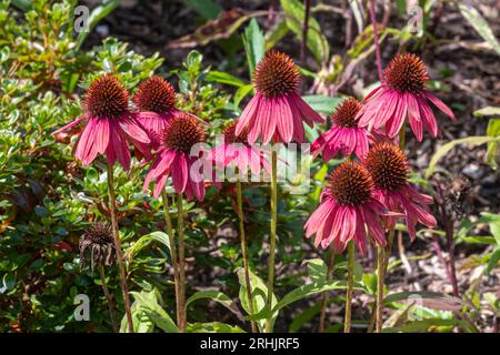 Coneflower Echinacea 'Cheyenne Spirit', pink red flowers of the perennial herbaceous plant in august or summer, England, UK Stock Photo