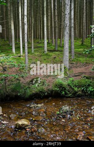 Rocky stream in the Ardennes Stock Photo