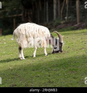 A white goat with a black head and large horns, eating the grass Stock Photo