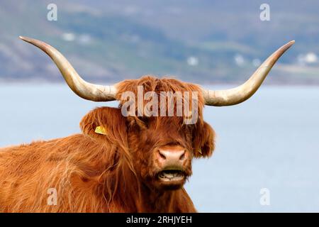 Brown Highland cow with large horns on the grass, with the sea in the background Stock Photo