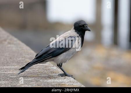 A hooded crow standing on a wall Stock Photo
