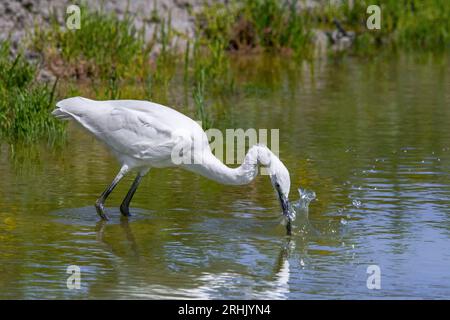 Little egret (Egretta garzetta) juvenile stabbing fish in shallow water of pond in summer Stock Photo