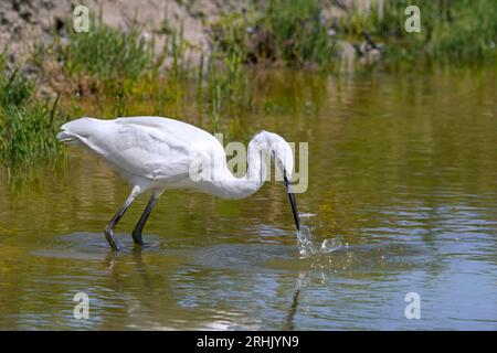 Little egret (Egretta garzetta) juvenile catching little fish in shallow water of pond in summer Stock Photo
