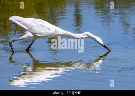 Little egret (Egretta garzetta) juvenile stabbing fish in shallow water of pond in summer Stock Photo