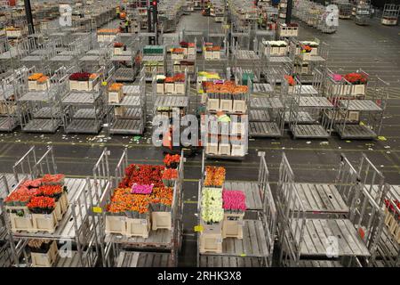 Aalsmeer, The Netherlands, August 14, 2023; Carts with flowers in the halls of the largest flower auction in the world,  FloraHolland near Amsterdam. Stock Photo