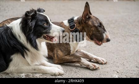 Bull terrier and border collie lie outdoors. Two dogs on a walk.  Stock Photo
