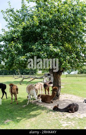 Alpacas in outdoor ranchin southern Poland at sunny summer day. Stock Photo