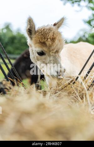 Alpacas in outdoor ranchin southern Poland at sunny summer day. Stock Photo