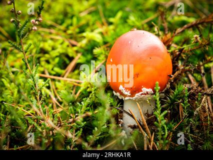 Detail of small Amanita muscaria mushroom in green moss. Stock Photo