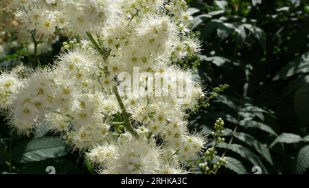 White small flowers of meadowsweet close-up Stock Photo