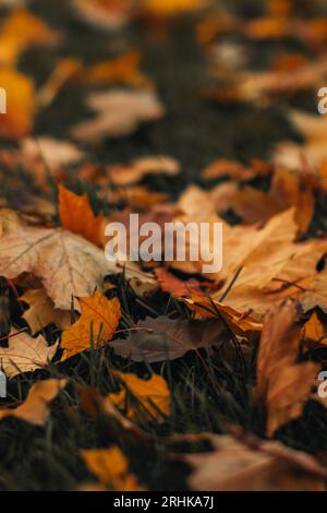 Yellow orange fallen maple leaves on the ground in the forest. Autumnal vertical background Stock Photo