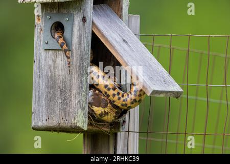 Eastern fox snake stealing tree swallow nestLings in northern Wisconsin. Stock Photo