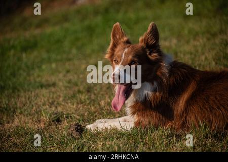 Cute red and white border collie enjoying the outdoors, panting to cool down while playing Stock Photo