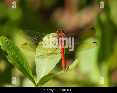 Red bodied adult male common darter dragonfly, Sympetrum striolatum, perched with wings spread Stock Photo